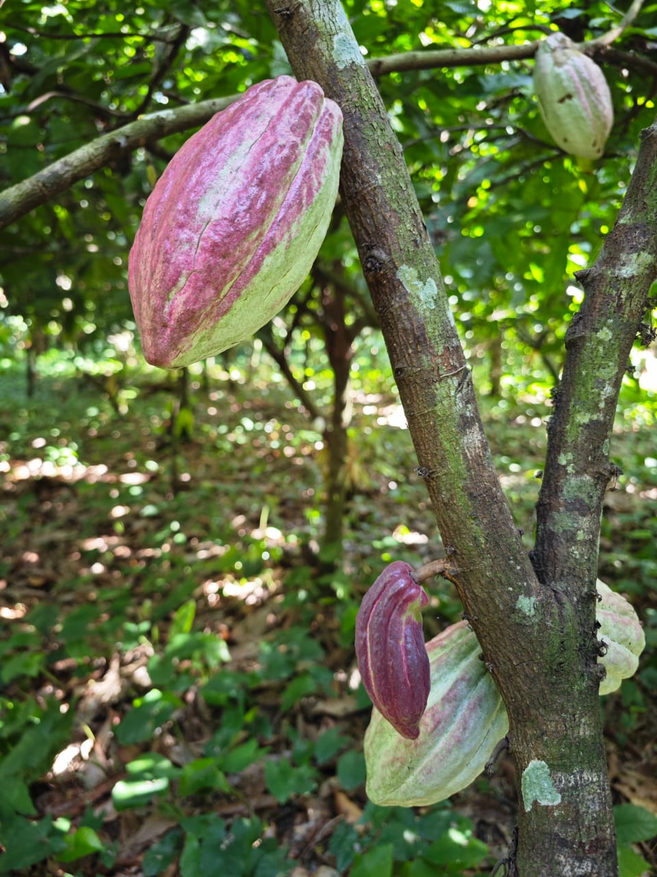 Cacao Puro y Vainilla Premium de México